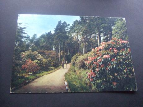 Rhododendron walk Inverewe Garden Wester Ross Schotland